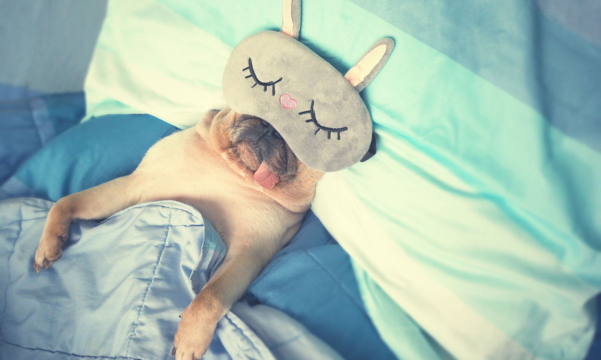 dog-sleeping-t